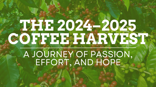 the 2024 - 2025 coffee harvest a journey of passion, effort and hope