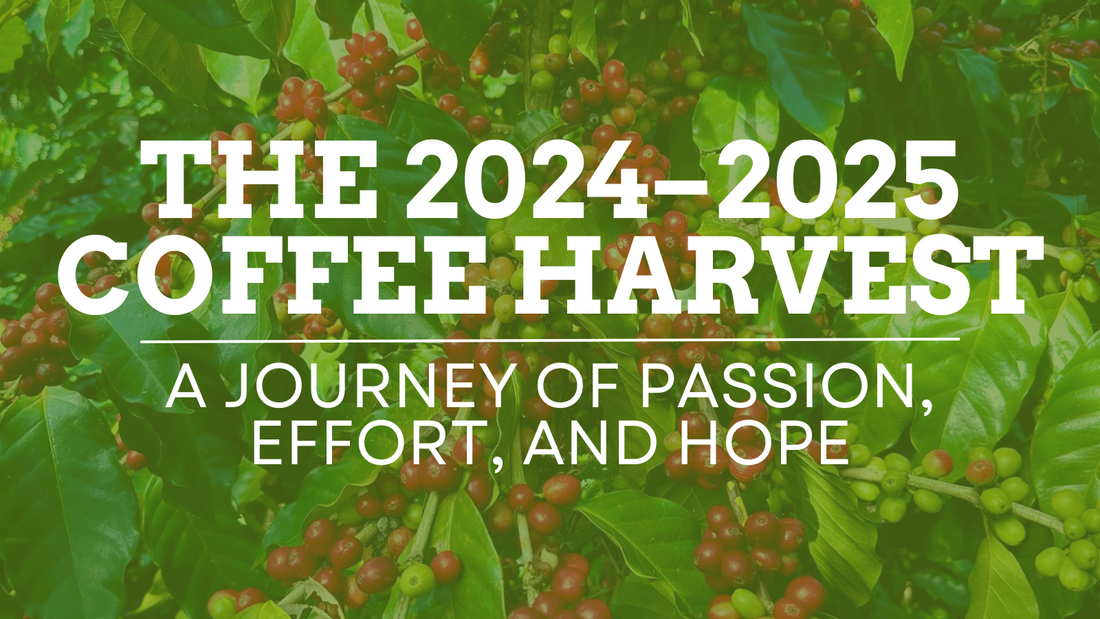 the 2024 - 2025 coffee harvest a journey of passion, effort and hope